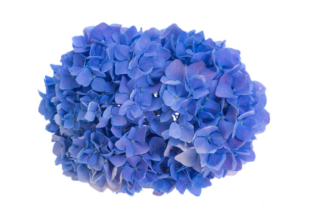blue hydrangea flowers isolated on white background  - Foto, immagini