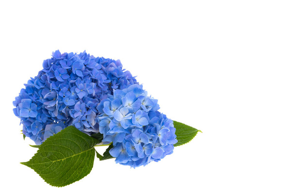 blauwe hortensia bloemen geïsoleerd op witte achtergrond  - Foto, afbeelding