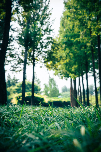 A vertical shot of the green grass in a forest - Foto, Bild