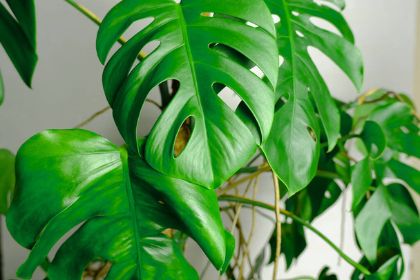 green leaves of monstera on background. - Photo, image