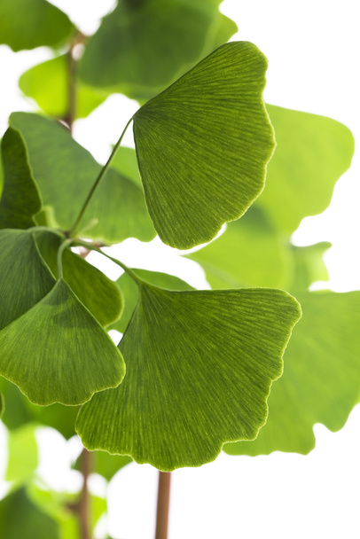Ginkgo biloba leaf isolated on white - Photo, Image