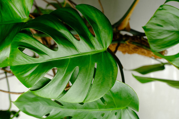 green leaves of monstera on a white background - 写真・画像
