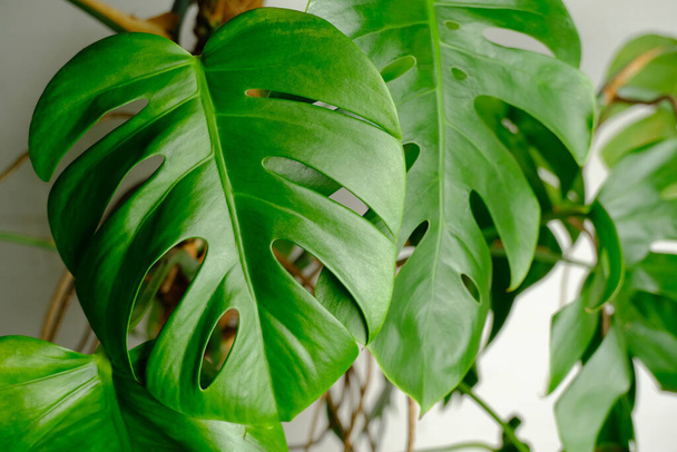 green leaves of monstera on a white background - Φωτογραφία, εικόνα