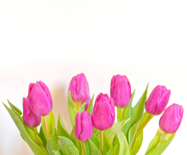 vibrierende violette Tulpenblüten auf schlichtem weißem Hintergrund, Studioaufnahme - Foto, Bild