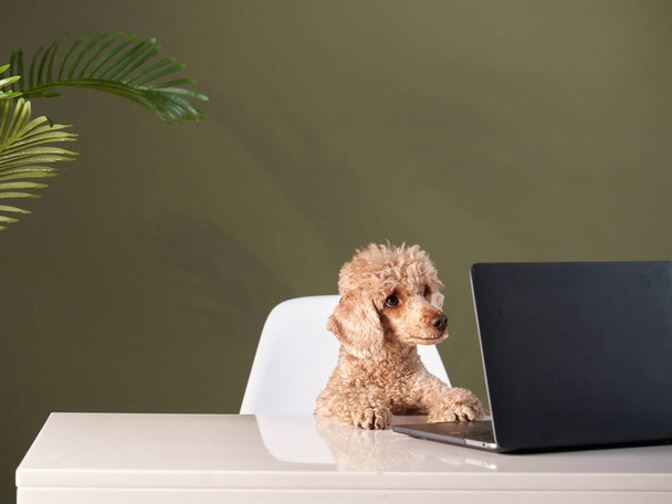 Poodle at a work table with a laptop. Dog in the office.  - Photo, image