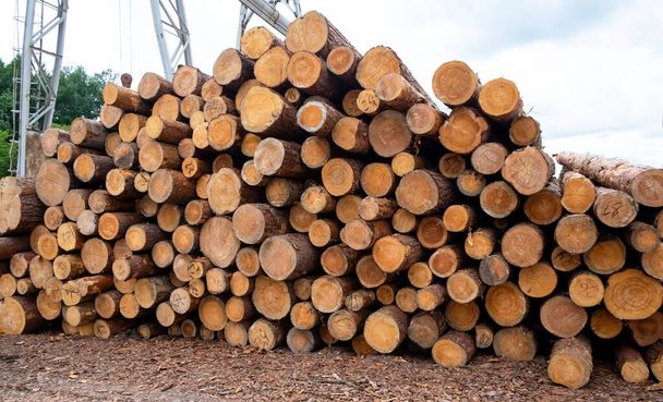 Grande pilha de troncos não tratados em um armazém de madeira ao ar livre - Foto, Imagem
