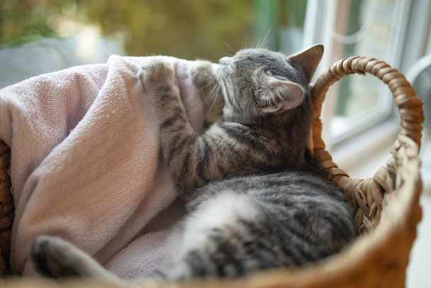 Tabby kissanpentu söpö nukkuu paju kori - Valokuva, kuva