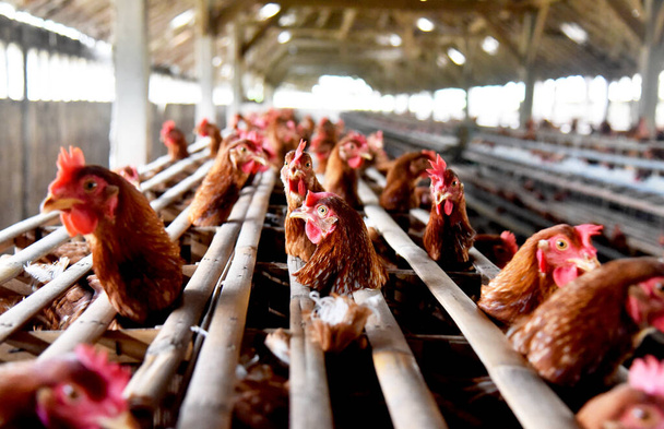 Куриная ферма со множеством здоровых куриц и свежих яиц - Фото, изображение
