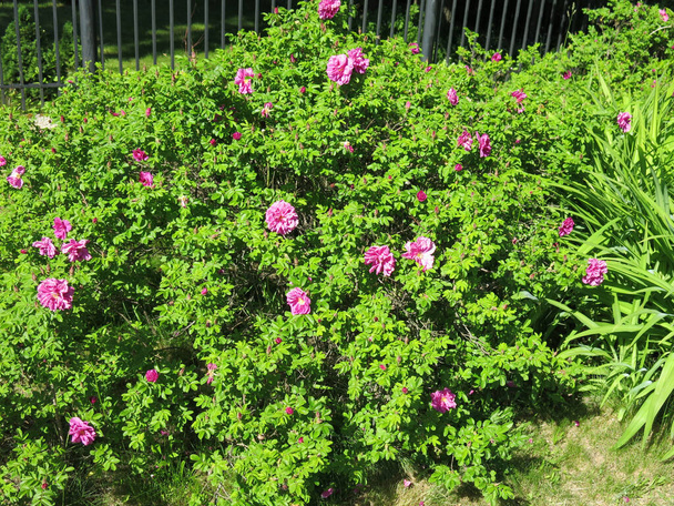 rosa mosqueta florece con hermosas flores rosadas en tiempo soleado - Foto, imagen
