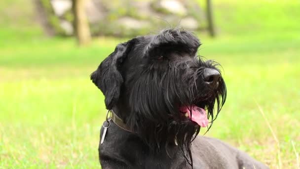 πορτρέτο ενός ενήλικου μαύρου σκύλου Giant Schnauzer στο πάρκο στον ήλιο το καλοκαίρι στην Ουκρανία, Giant Schnauzer μαύρο ενήλικα - Πλάνα, βίντεο