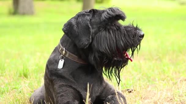 πορτρέτο ενός ενήλικου μαύρου σκύλου Giant Schnauzer στο πάρκο στον ήλιο το καλοκαίρι στην Ουκρανία, Giant Schnauzer μαύρο ενήλικα - Πλάνα, βίντεο