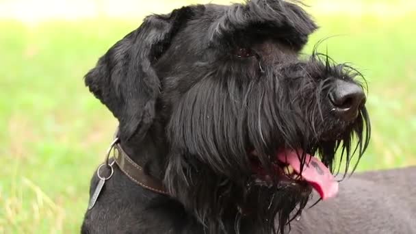 ウクライナの夏の太陽の下で公園で大人の黒犬ジャイアントシュノーザーの肖像,ジャイアントシュノーザー黒大人 - 映像、動画