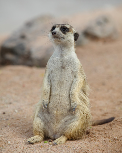 υπέροχο meerkat διαρκής και ψάχνει  - Φωτογραφία, εικόνα