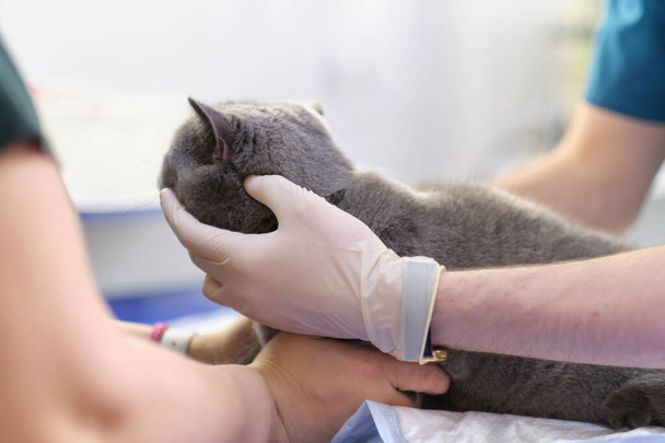 The veterinarian checks teeth to a cat over white background - Foto, immagini
