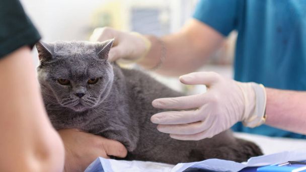 El veterinario comprueba los dientes a un gato sobre fondo blanco - Foto, imagen
