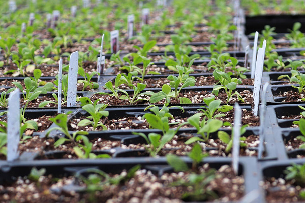 Filas de plántulas de Alyssum dulce que crecen en contenedores - Foto, Imagen