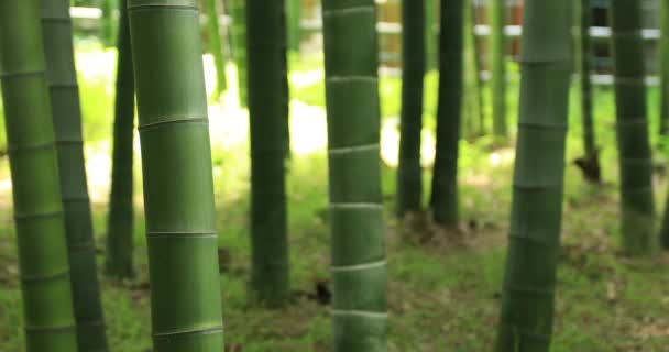 Kaunis bambu metsä perinteisessä puistossa päivällä lähellä ammuttu seuranta - Materiaali, video