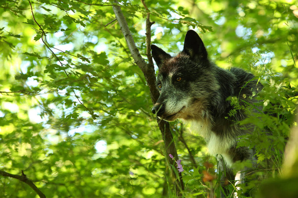 Severoamerický vlk (Canis lupus), který zůstává v lese. - Fotografie, Obrázek