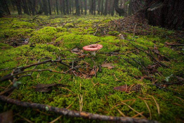 Olgun mantar topluyorum. Yeşil bir çayırın ortasında bir mantar. Ormanda eko-izm. - Fotoğraf, Görsel