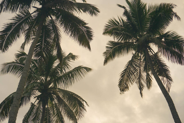 Кокосовая пальма против голубого неба и солнечного света летом - Фото, изображение