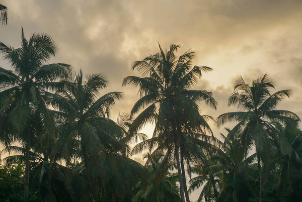 Kokosové palmy proti modré obloze a slunečnímu svitu v létě - Fotografie, Obrázek
