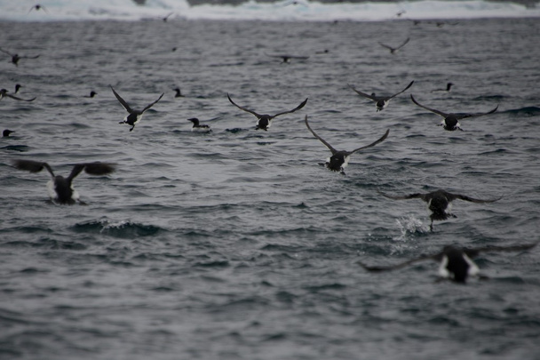 Muchos guillemots despegando bajo el agua
 - Foto, Imagen