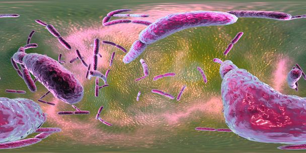 360-Grad-VR-Kugelpanorama der Bakterien Lactobacillus, 3D-Illustration. Normale Dünndarmflora, Milchsäurebakterien. Probiotisches Bakterium - Foto, Bild