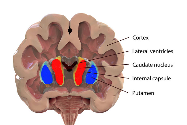 Koronalschnitt eines gesunden Gehirns mit normaler Anatomie der Basalbaglia und der Herzkammern, 3D-Illustration. Beschriftete Version des Bildes - Foto, Bild