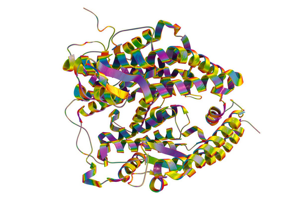 Ihmisen ACE2-reseptori, 3D-kuva. Angiotensiinikonvertaasiin liittyvä karboksipeptidaasi, kalvon proteiini, jota SARS-CoV-2-virus käyttää ihmisen soluihin - Valokuva, kuva