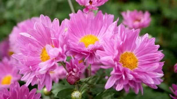 Closeup of hardy chrysanthemums in garden at daytime - Footage, Video