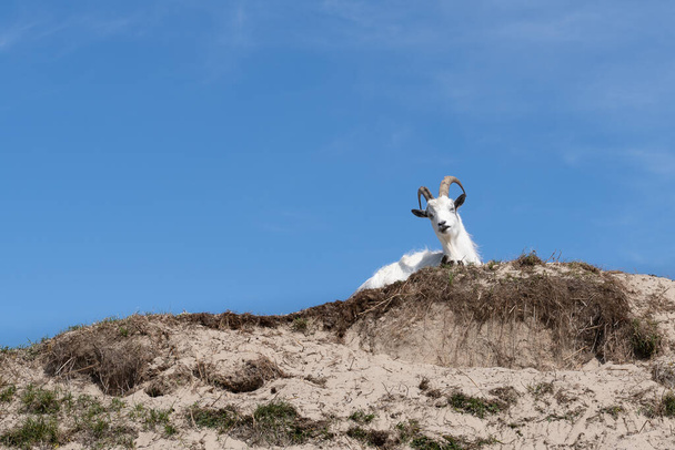 Біла коза лежить в дюн-панорамі пейзажу
 - Фото, зображення