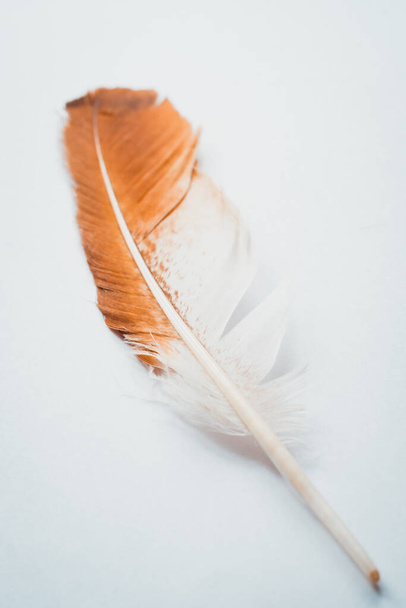 ένα λευκό-καφέ φτερό πουλιών σε λευκό φόντο. Μαλακή υφή φτερού σε λευκό φόντο. Ανοιχτό καφέ ταπετσαρία στο θέμα, φόντο καφέ φτερού, αφίσα στον τοίχο. Κάθετη - Φωτογραφία, εικόνα