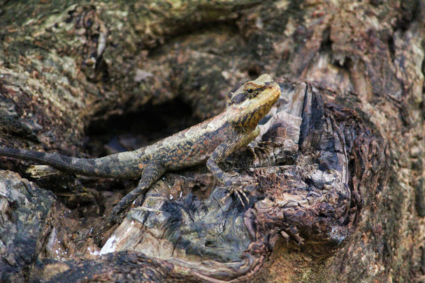A selective focus shot of a colorful wild lizard in an Asian jungle - Foto, imagen