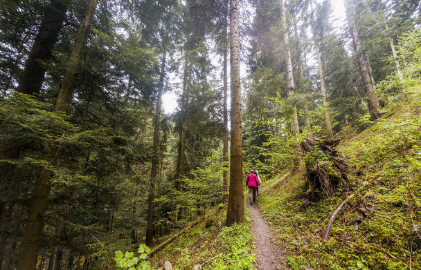 Вельки-Любон, Польша - 15 июля 2021 года: Неопознанные люди путешествуют пешком или отправляются в поход к горе Любон-Вельки через лес или лес с высокими деревьями, расположенными в Польше в пасмурную погоду - Фото, изображение