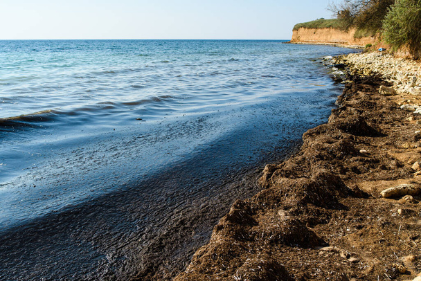 Schmutziges Meer. eine Menge Schwarzalgen an der Schwarzmeerküste. Selektive Fokussierung in den Vordergrund. - Foto, Bild
