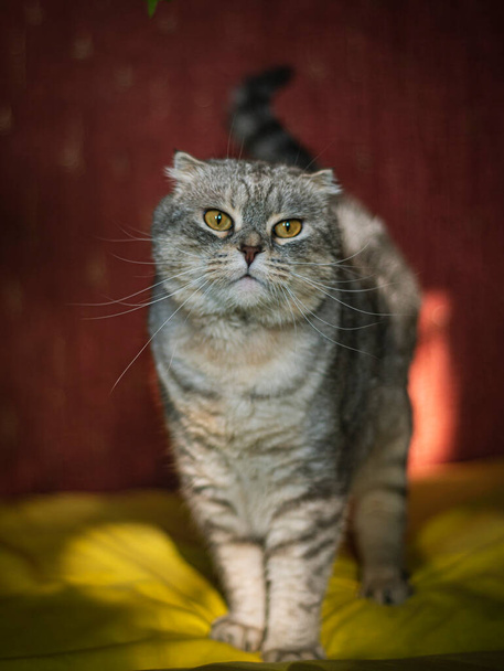 портрет милой шотландской складной кошки на желто-красном фоне, цвет шиншиллы, смешной кот - Фото, изображение