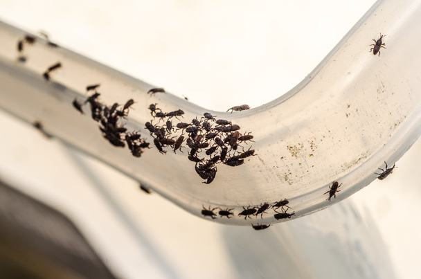 Rüsselkäfer vernichtet Reis - Foto, Bild
