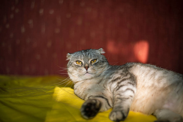 Roztomilý skotský skládací kočka na žlutočerveném pozadí, chinchilla barva, legrační kočka sedí na žluté pohovce - Fotografie, Obrázek