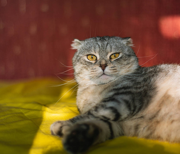 Nette Scottish Fold Katze auf gelb-rotem Hintergrund, Chinchilla-Farbe, lustige Katze sitzt auf einem gelben Sofa - Foto, Bild