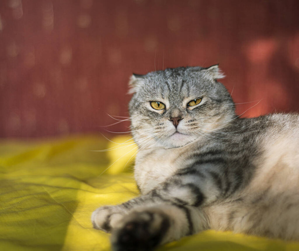 Гострий шотландський Fold кіт на жовто-червоному тлі, барвистий, кумедний кіт сидить на жовтому дивані. - Фото, зображення