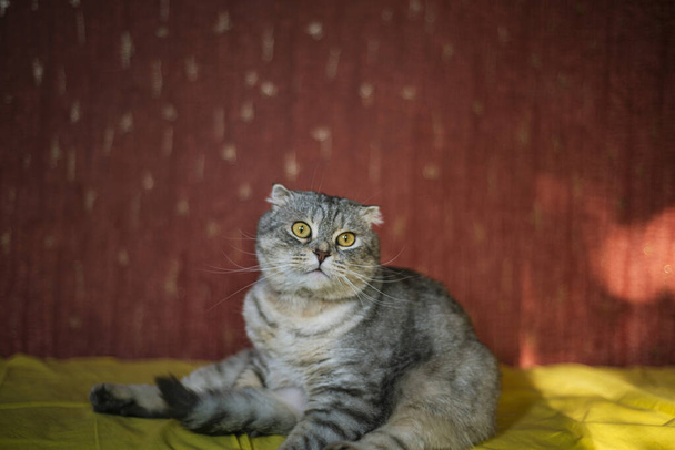 Симпатичная шотландская кошка Fold на желто-красном фоне, цвета шиншилла, смешная кошка сидит на желтом диване - Фото, изображение