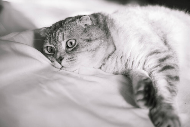 fekete-fehér portré egy aranyos skót Fold macska, csincsilla színű, vicces macska fekszik az ágytakarón, és úgy néz ki meglepett - Fotó, kép
