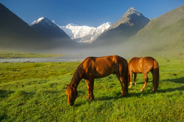Koń wśród zielonej trawy w przyrodzie. Brązowy koń Wypas koni w wiosce. - Zdjęcie, obraz