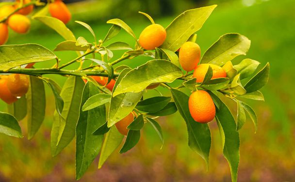 おいしいオレンジとブランチ。オレンジの木。オーチャード。柑橘類の木. - 写真・画像