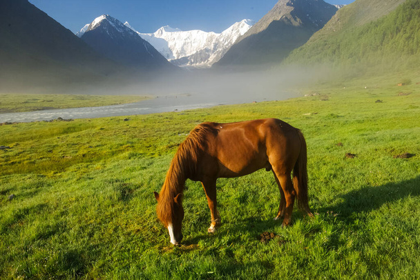 Koń wśród zielonej trawy w przyrodzie. Brązowy koń Wypas koni w wiosce. - Zdjęcie, obraz