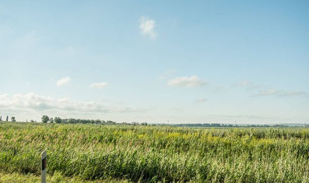 Panorama from the car window along the road. A view of the roadside fields with agricultural crops. Green plants, plowed land. Protective forest belt. Russia. Day. Sunny. - Fotoğraf, Görsel