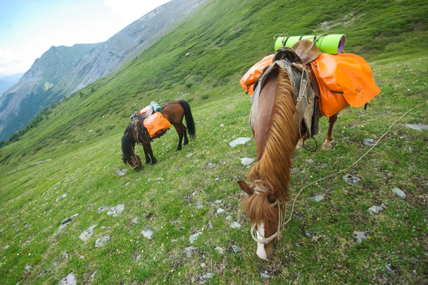 Horse among green grass in nature. Brown horse. Grazing horses in the village. - Photo, Image