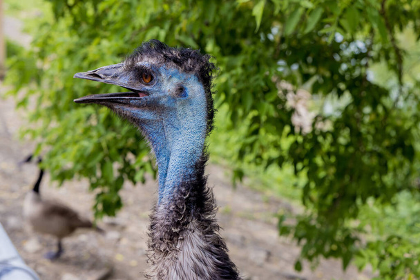 Cabeza azul Emu con oreja, ojo y pico abierto. Pájaro salvaje. - Foto, imagen