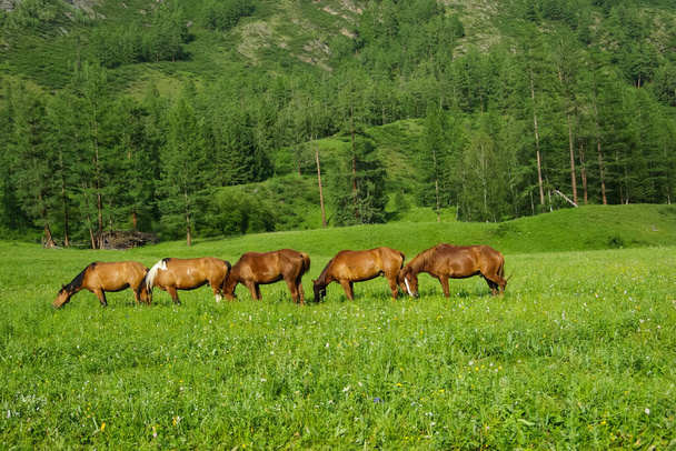 Pferd inmitten grünen Grases in der Natur. Braunes Pferd. Weidende Pferde im Dorf. - Foto, Bild
