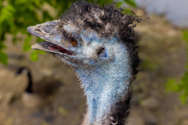 Primer plano del emú azul australiano con boca abierta sobre fondo natural.. - Foto, Imagen